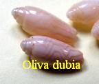 Oliva (Parvoliva) dubia, Schepman 1904